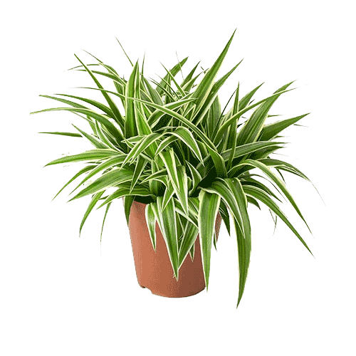 گیاه آپارتمانی گیاه گل گندمی (Spider Plant)